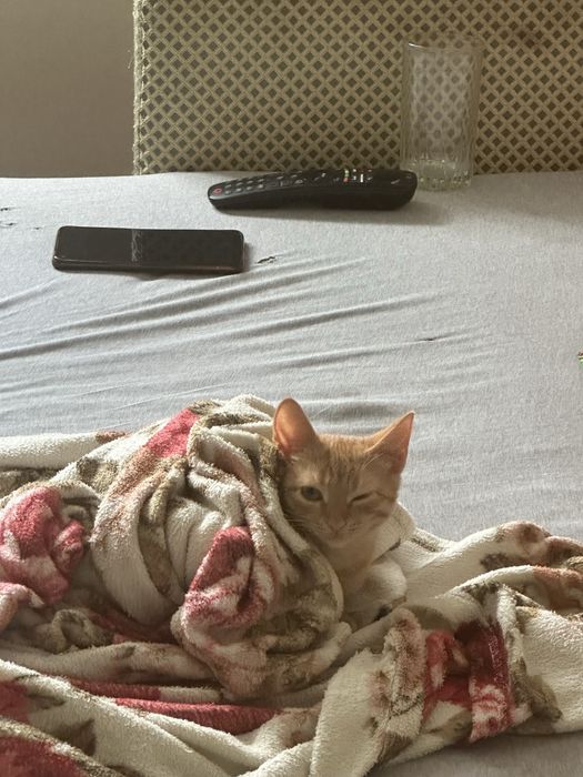 Пропала кошка срочно