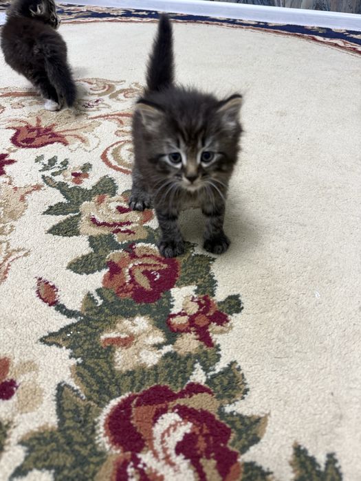 Продаются котята