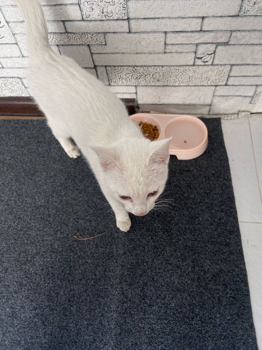Отдам бесплатно красивого белого котика
