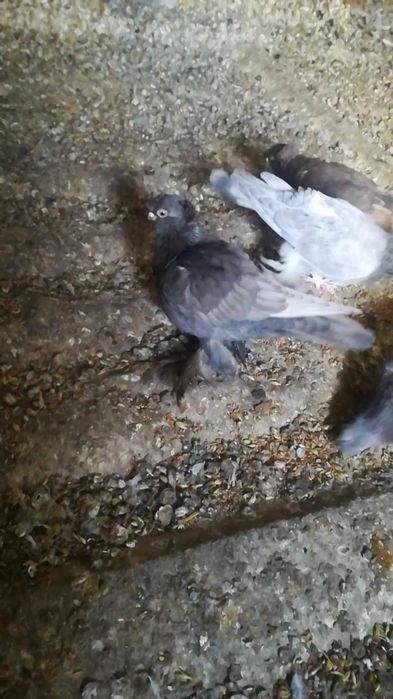 Продам голубей одногнездки