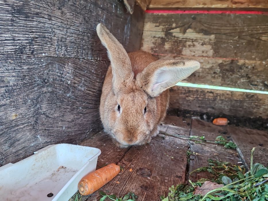 Iepuri belgian urias