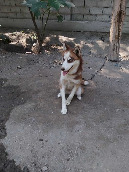 Xatiko 5oylik kuchuk sotiladi