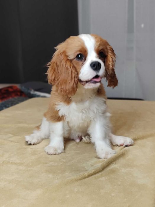 De vanzare mascul deosebit din rasa Cavalier king charles spaniel