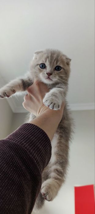 Skotish fold o’gil bolasi 2 oylik