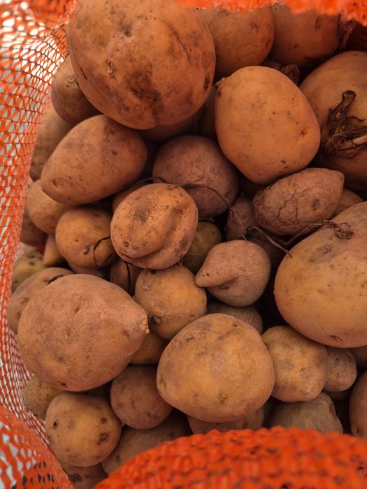 Продам семена домашнего  картофеля