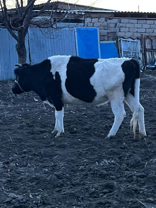 Ұрғашы мал сатылады