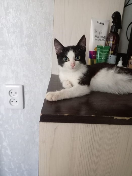 Отдам котенка в добрые руки