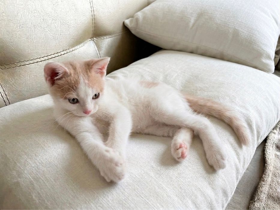 Подарявам котета