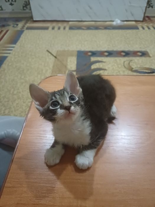 Катята  канадский  сфинкс  браш