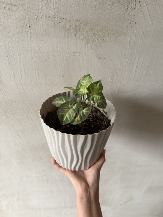 Цветочек-3000тг