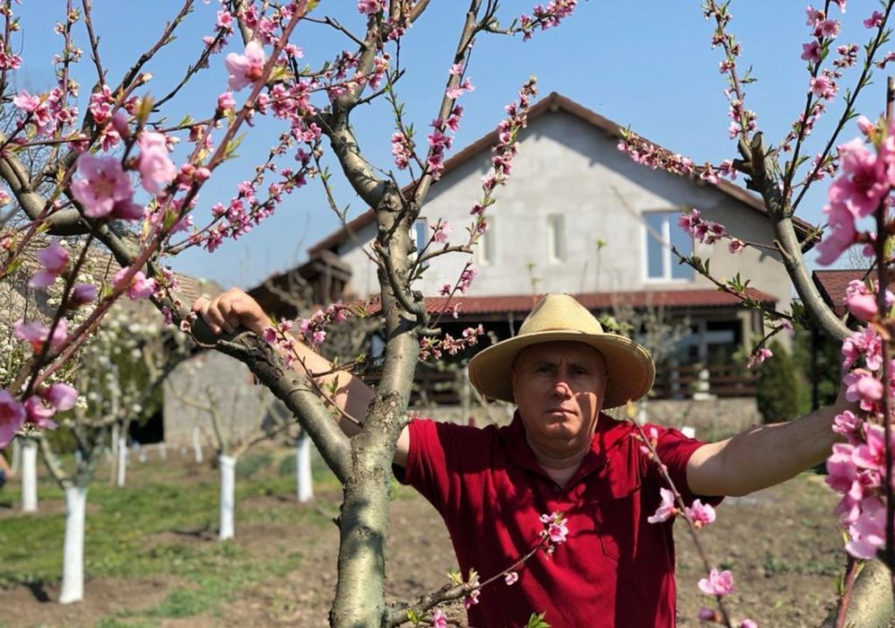 Taieri pomi fructiferi