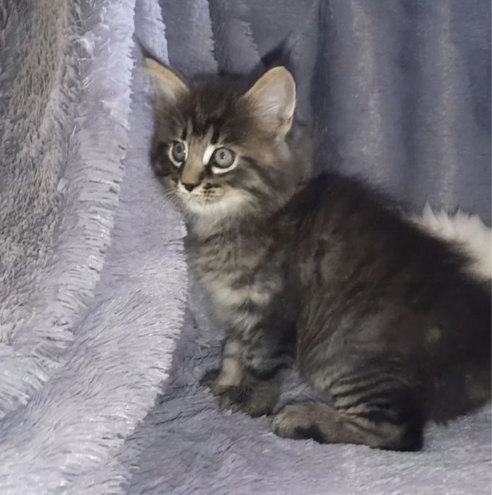 Мейн Куны  девочки