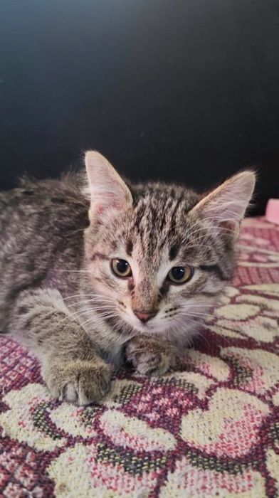 Котята в любящую семью