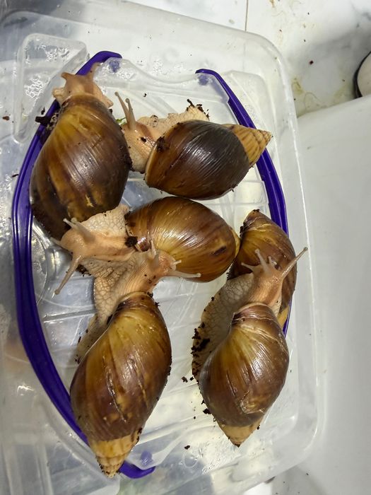 Ulitka sotiladi har xil turda har xil razmerda