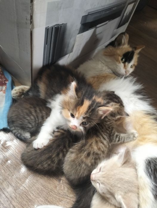 Кошка ищет семью