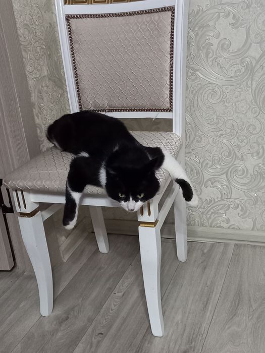 ПРОПАЛА КОШКА Майкудук Караганда