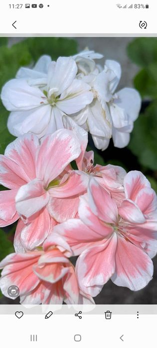 Герани Пералгония