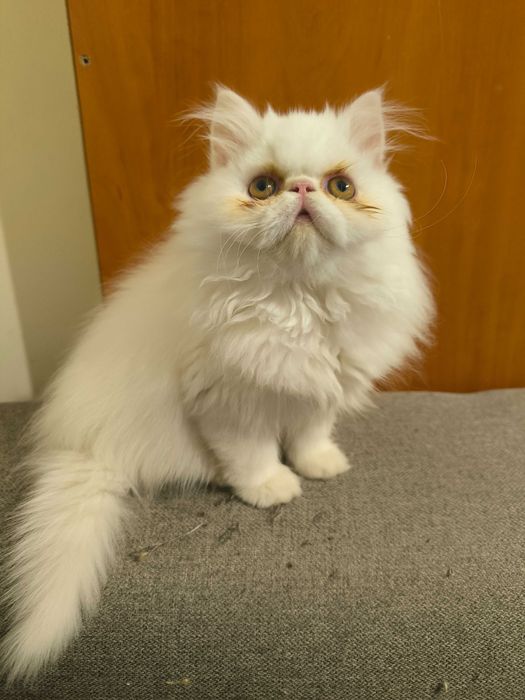 Персийско коте, момче на 3 месеца