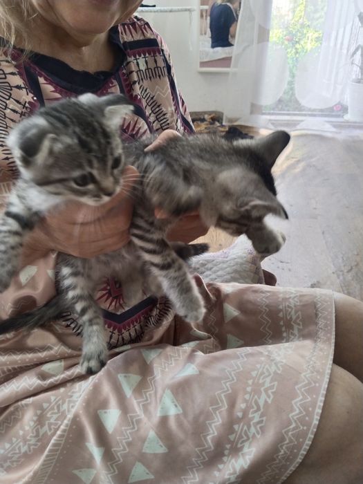 Отдам котят в добрые руки