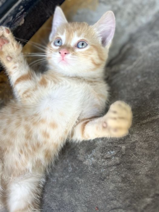 Отдам котят в добрые руки !