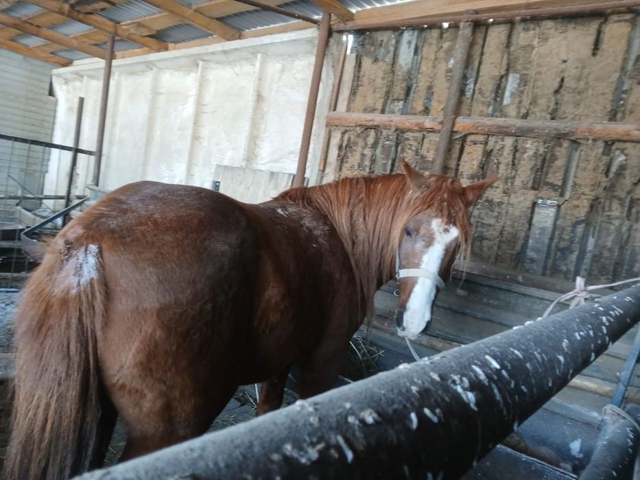 Продам лошадь (Айғыр)