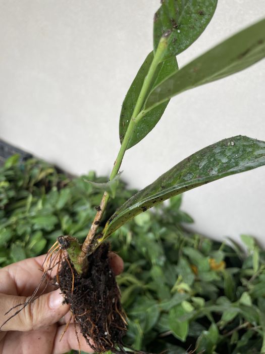 Prunus Laurocerasus - Laur englezesc - rasad / răsaduri gard viu - de la 4 lei/buc.