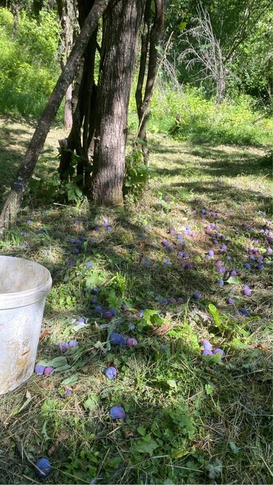 Prune de vanzare