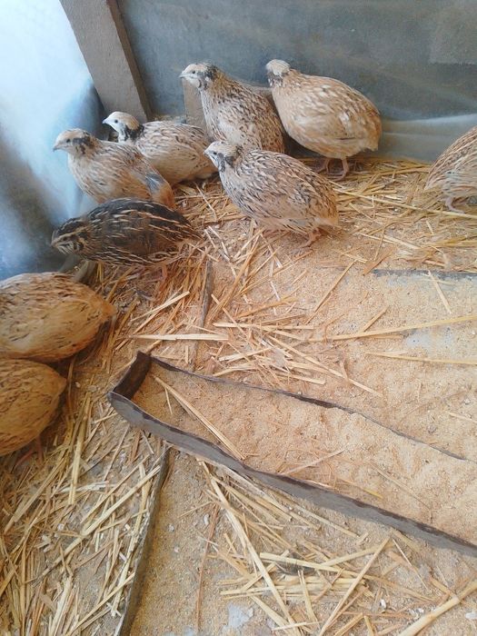 De vânzare prepelițe