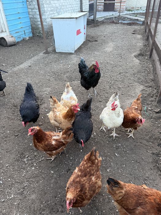 Продам  домашних кур несушек СРОЧНО