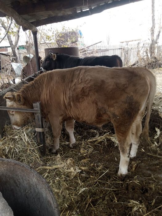 Бычки алатауской породы