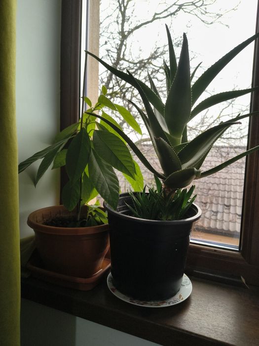 Vând aloe Vera și avocado