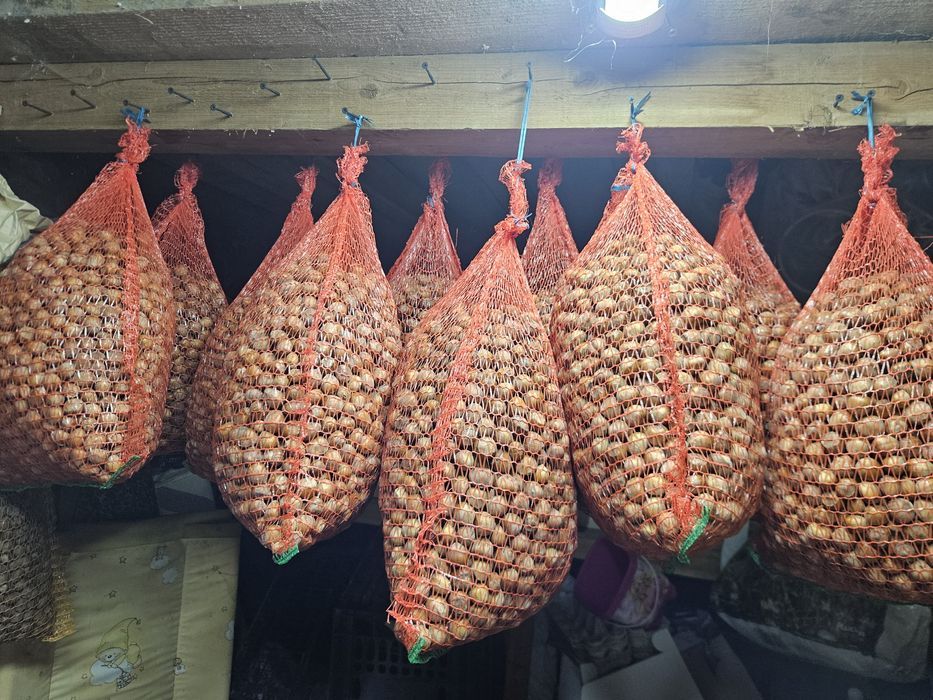 Alune  Cluj Apahida 2025