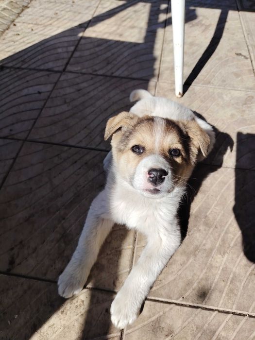 Милый щенок в добрые руки.