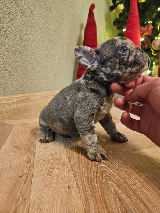 Френски булдог момченце