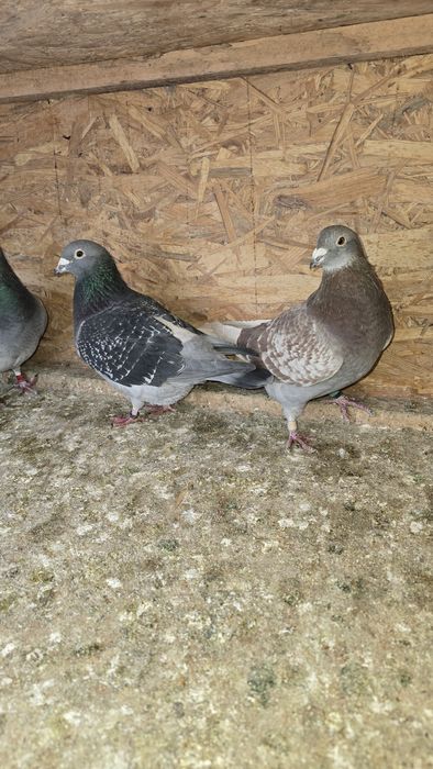 Vând porumbei voiajori