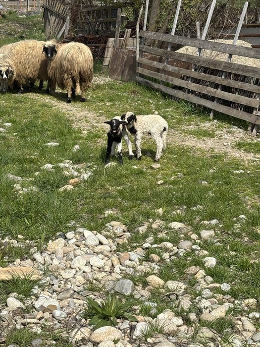 Vând animale de crescut