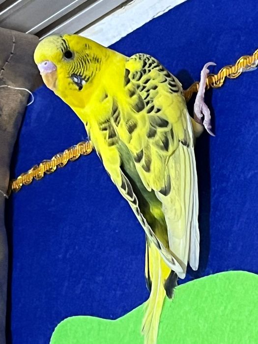Попугай торымен сатылады