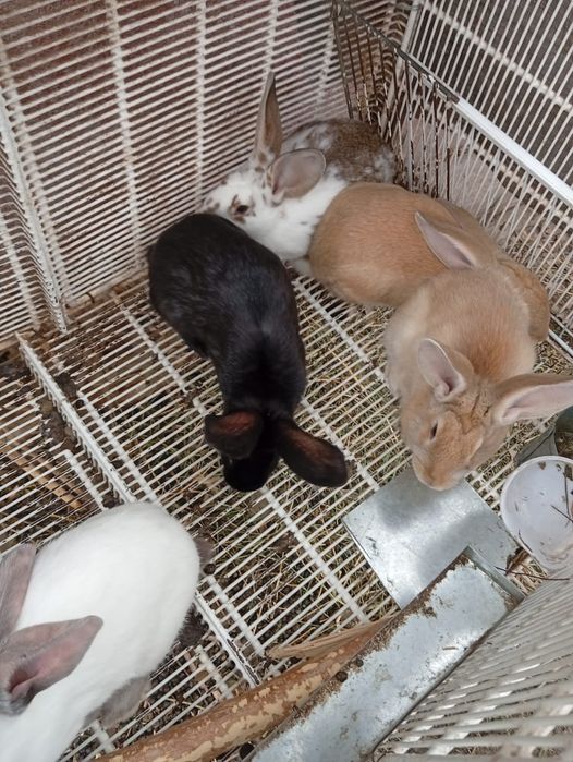 САМЦЫ и одна Самка кролики молодые крупной породы