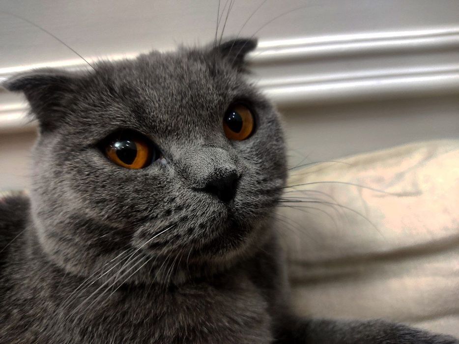 Срочно продам шотландскую вислоухую кошку (девочка)