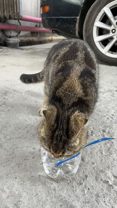 продаю кошку Вислоухий