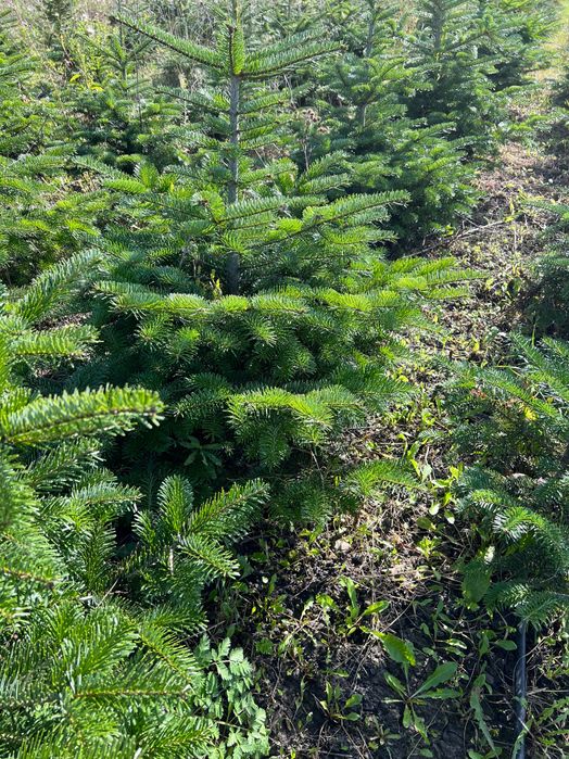 Brazi Normandia pentru replantare sau în ghiveci