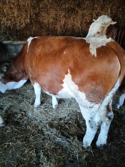 Vând 2 juninci bălțate