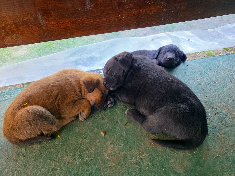 Ofer catei labrador, vaccinati, deparazitati, carnet