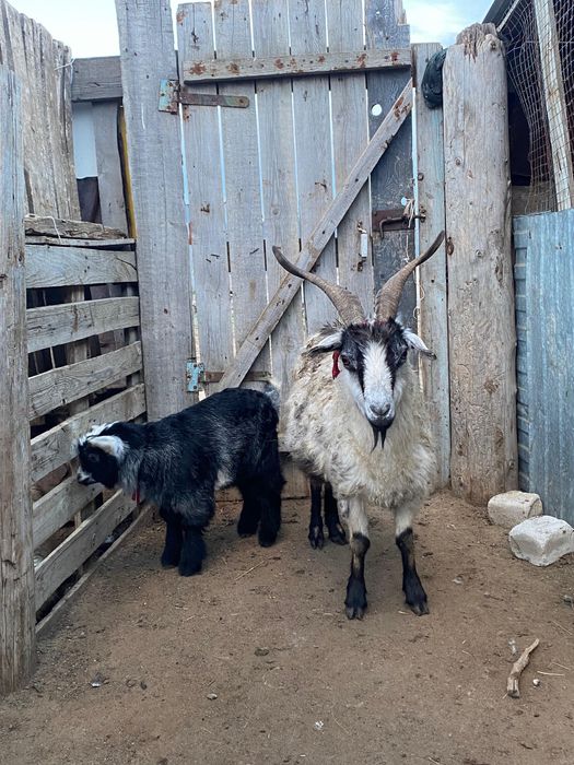 Ешкілер лағымен сатылады