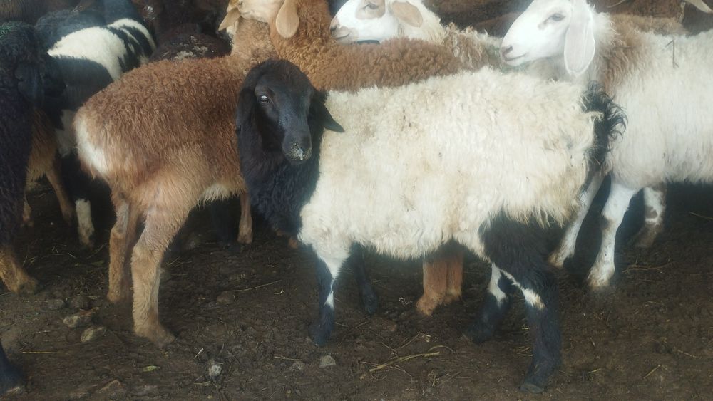 Бараны  баран баран кои Кой Баран