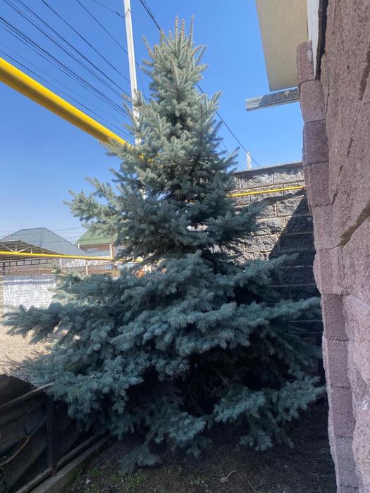 Голубая ёлка пушистый