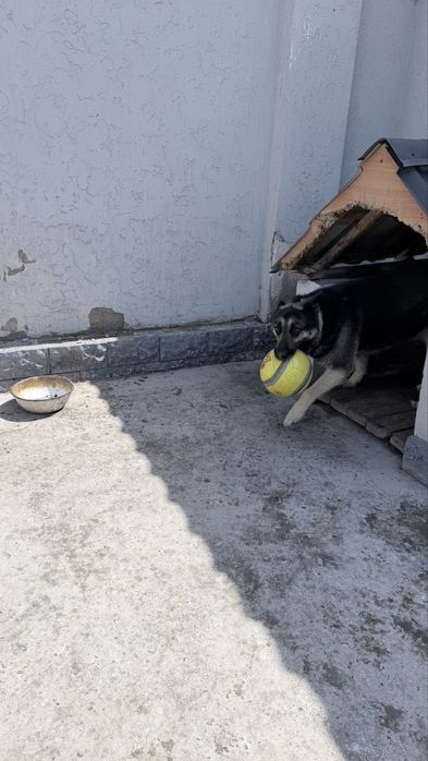 Овчарка  добрый руки