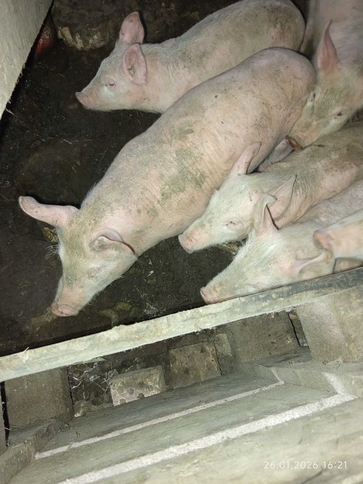 Свободни бели прасета