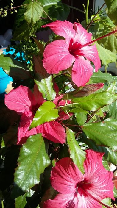 Гибискус.  Укорененные черенки.