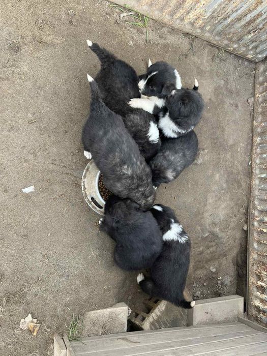 Подаряват се кученца - останаха 2 женкси